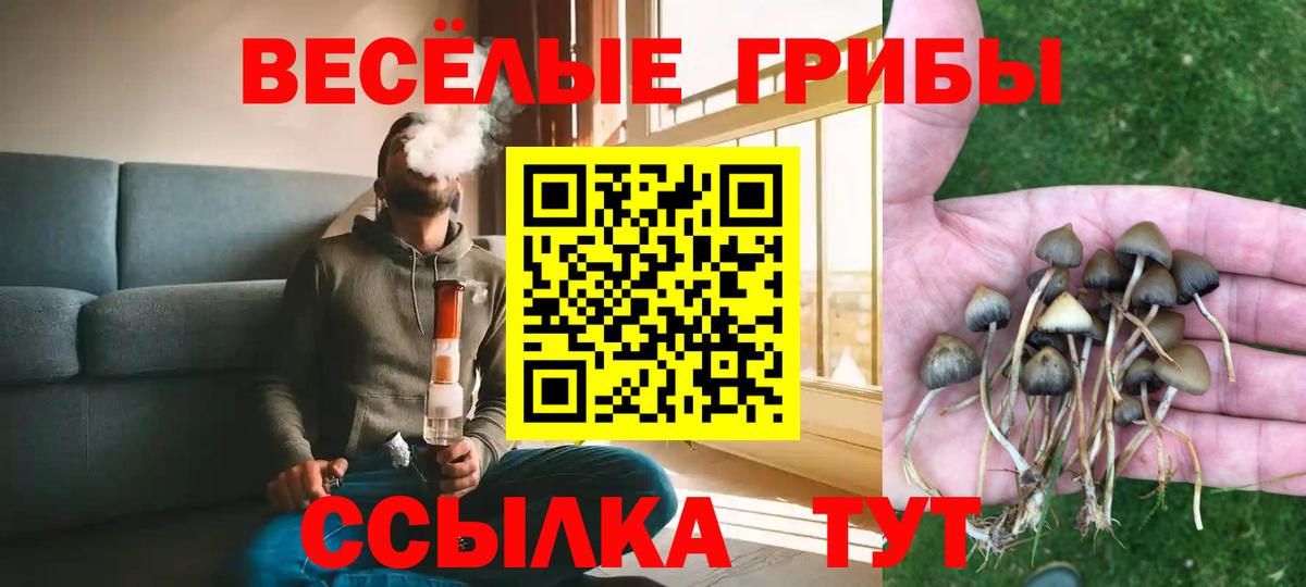 Галлюциногенные грибы Psilocybe Канск